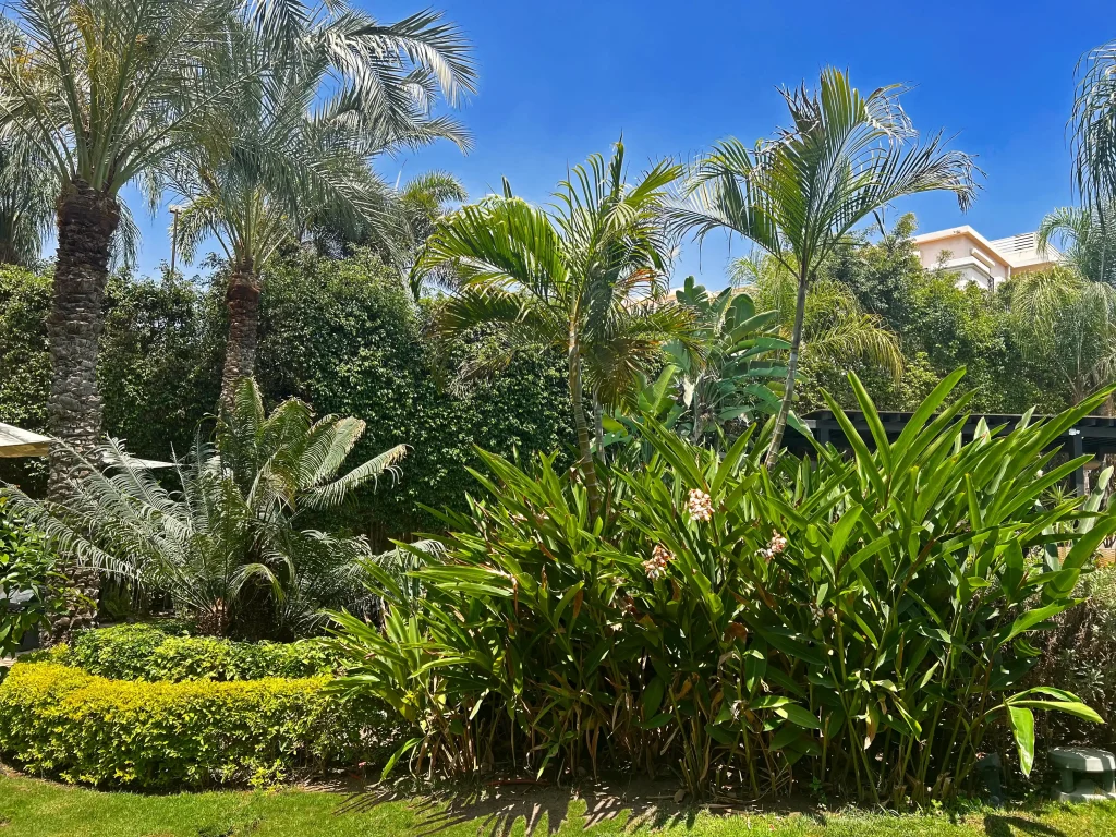 IMG_6432 (1)_4_11zon Beautiful residential garden with lush greenery and exotic trees in Egypt