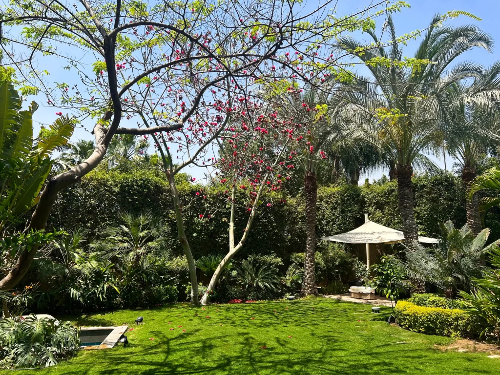 IMG_6435_6_11zon Beautiful residential garden with lush greenery and exotic trees in Egypt